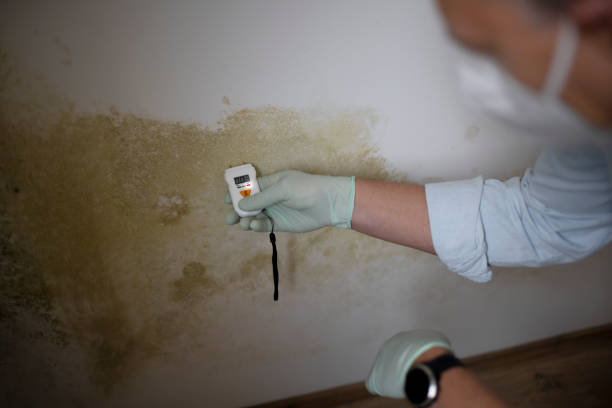 Best Mold Remediation Experts  in St James, MO