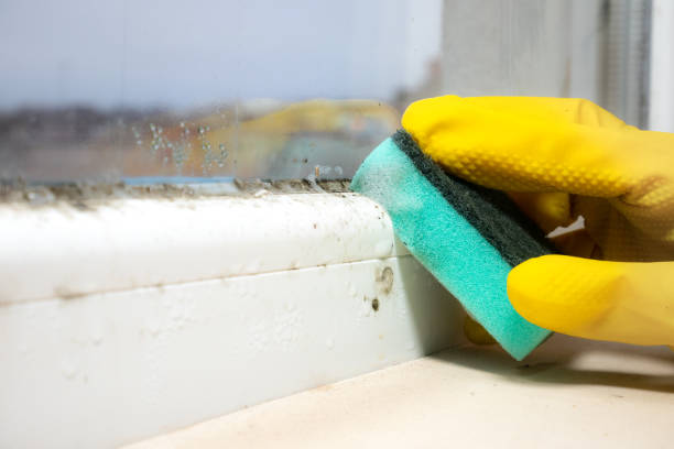 Best Toxic Mold Removal  in St James, MO